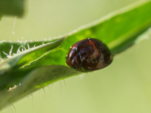 Réf. 234 798 : Chilocorus bipustulatus